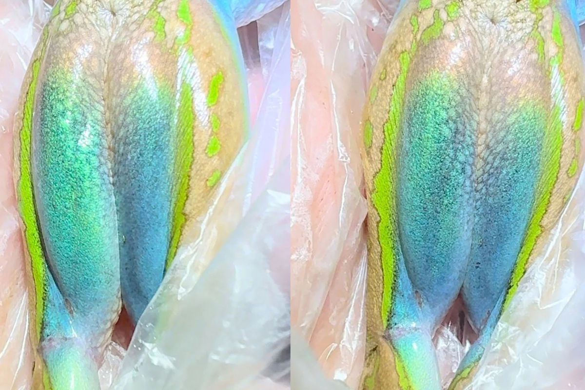 Katak Australia Punya Trik Visual Unik untuk Kelabui Predator
