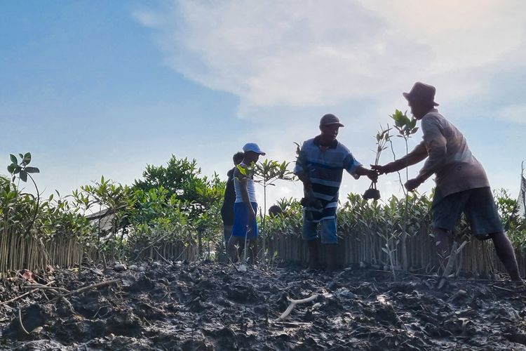 Pelaksanaan rehabilitasi mangrove oleh masyarakat di Desa Pasar Rawa, Kabupaten Langkat, Provinsi Sumatera Utara 
