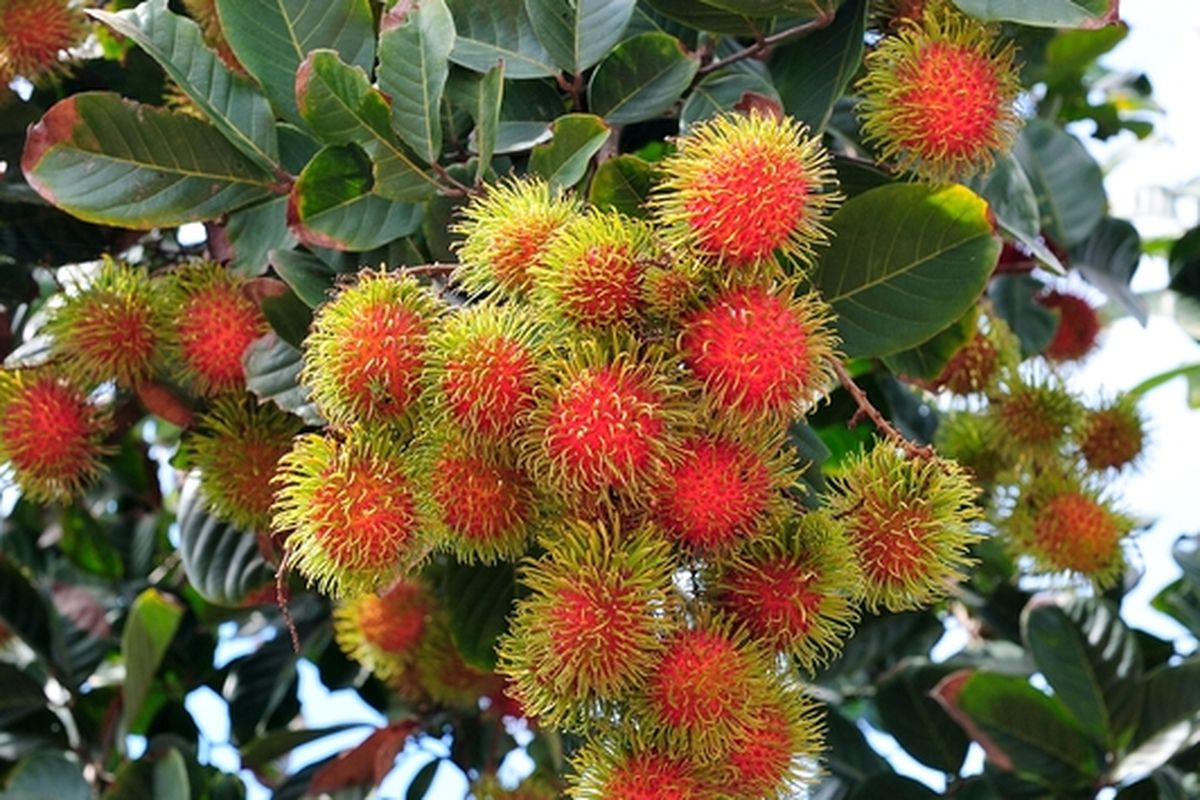 Ilustrasi buah rambutan, pohon rambutan. 