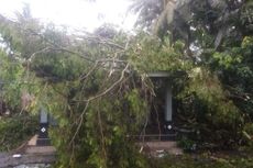 Hujan Deras dan Angin Kencang Melanda Kulon Progo, 7 Rumah Rusak Tertimpa Pohon, 1 Orang Tewas