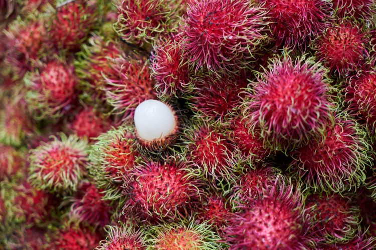 Illustration of Rambutan Fruit.