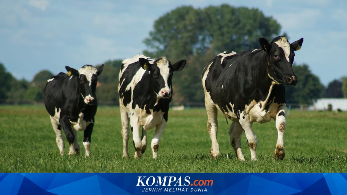 UEA Tertarik Investasi Sapi Perah, Pemerintah Janji Permudah Proses