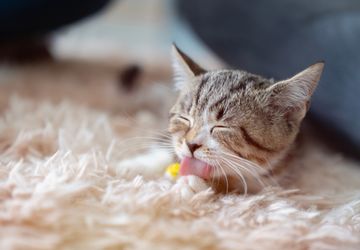 5 Penyebab Kucing Menjilat Karpet