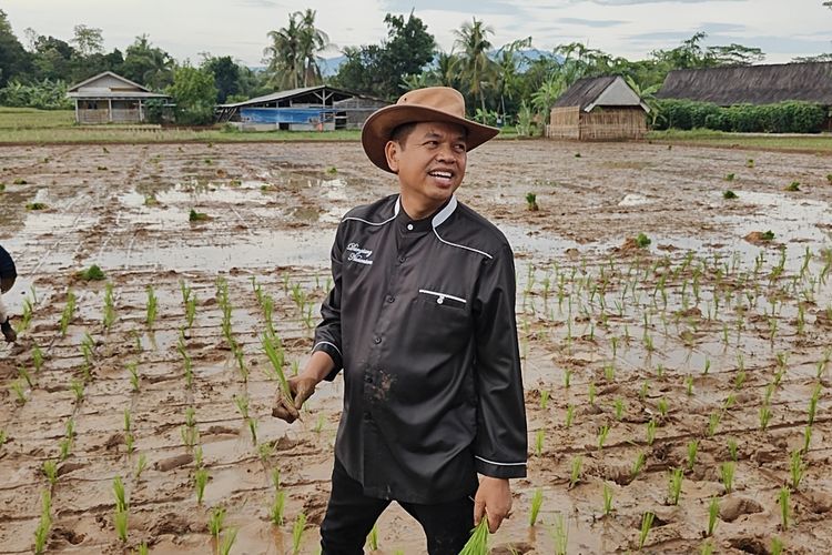 Calon gubernur Jawa Barat (Jabar) Kang Dedi Mulyadi (KDM) kembali beraktivitas normal di rumahnya, yaitu menanam padi organik di sawah miliknya, di Lembur Pakuan Subang, Jabar, Kamis (28/11/2024).