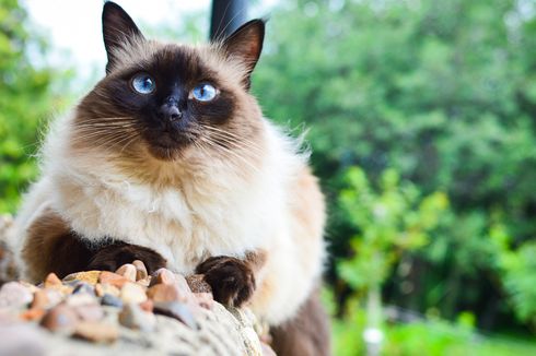 5 Ras Kucing Paling Pintar di Dunia, Apa Saja? 