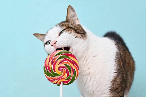 Bolehkah Kucing Makan Permen?
