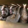 Monyet Ekor Panjang Gunung Ciremai Ditangkapi karena Overpopulasi dan Kurang Pakan