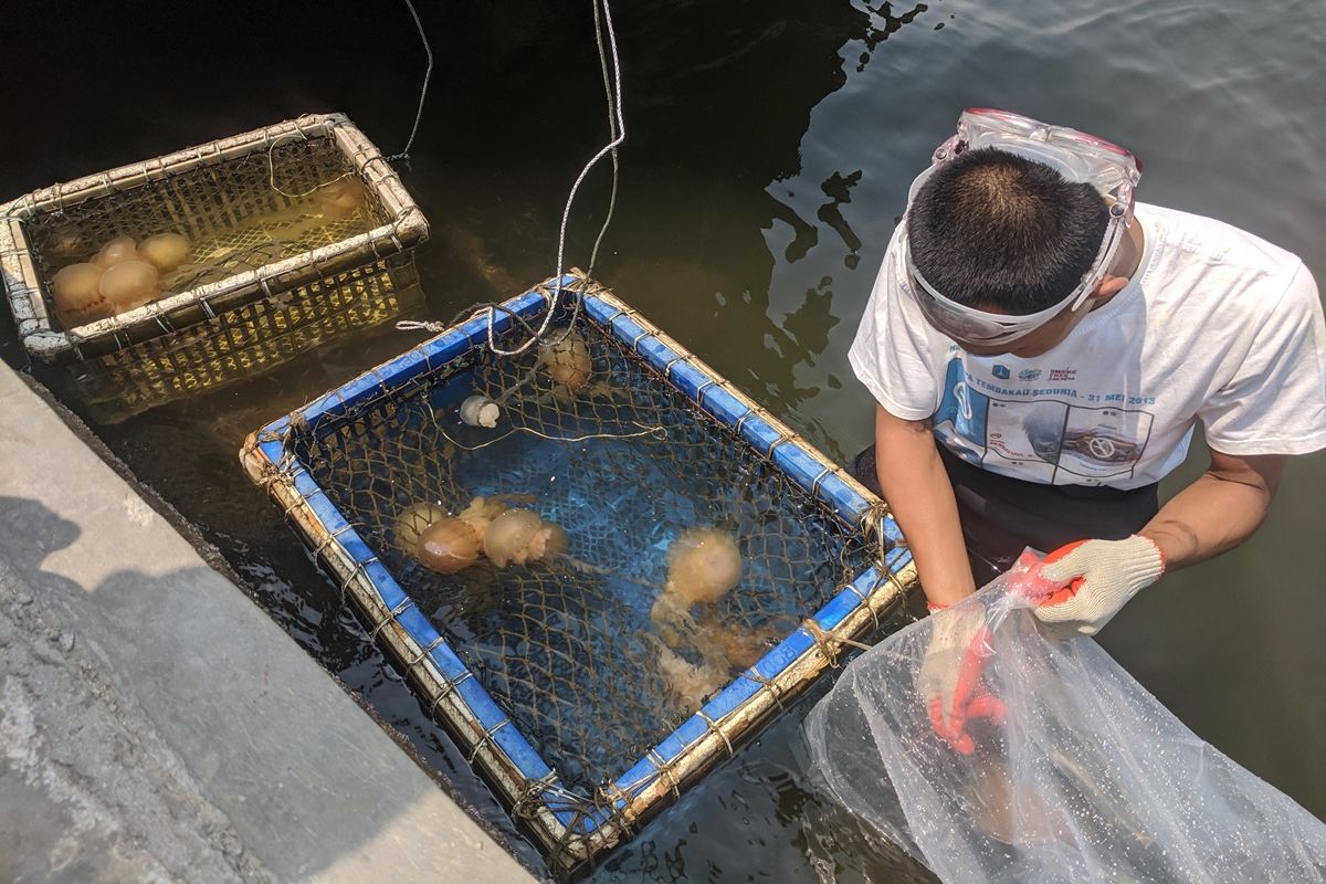 Ubur-ubur yang muncul di perairan Ancol Taman Impian, Pademangan, Jakarta Utara, Selasa (8/10/2019).