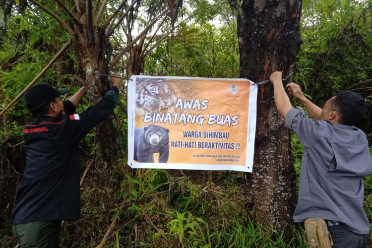 Pemasangan spanduk imbauan di lokasi jalur harimau untuk mengantisipasi jatuhnya korban lagi. Pemasangan itu dilakukan oleh pihak BKSDA Sumatera Selatan.