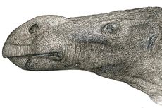 Spesies Dinosaurus Baru Ditemukan di Inggris, Apa Keunikannya?