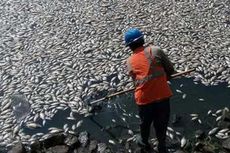 Ini Penyebab Ribuan Ikan Mati di Danau Buatan Tegal Alur