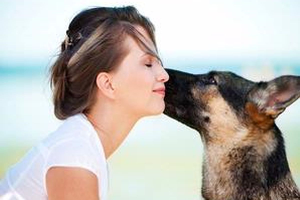 Anjing jenis Alsatian mencium seorang wanita. Anjing jenis inilah yang dinobatkan sebagai anjing termahal.