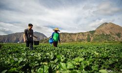 Dukung UMKM, BRI Salurkan KUR Rp 27,72 Triliun dalam 2 Bulan Awal 2025