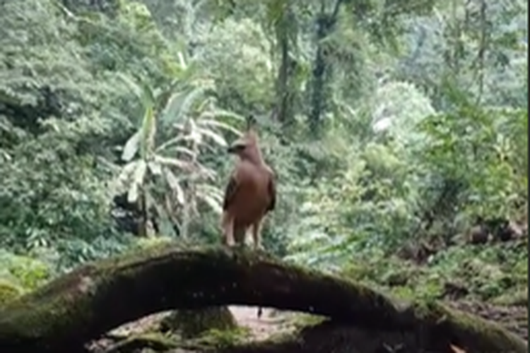 Video penampakan elang jawa yang mirip burung Garuda yang tertangkap kamera seorang yang sedang trekking di alam.