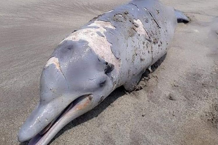 Lumba-lumba ditemukan mati dengan kulit terkelupas