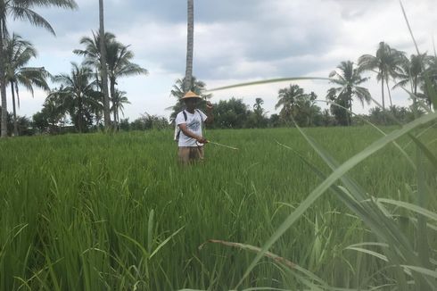 Cuaca Buruk, Hama Wereng Serang Puluhan Hektar Tanaman Padi di Jember