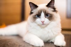 5 Ras Kucing Berkepribadian Ramah dan Tenang untuk Anak-anak