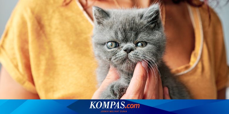 Benarkah Kucing Memiliki 9 Nyawa Halaman All Kompas Com