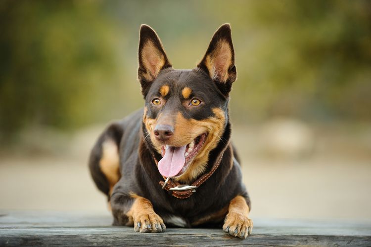 Ilustrasi ras anjing Australian Kelpie.