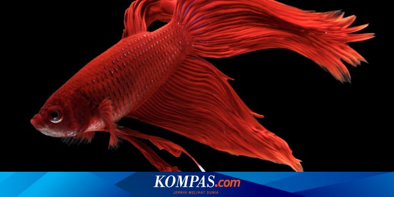 Perhatikan 7 Ciri Ikan Cupang Sakit Dan Cara Penanganannya Halaman All Kompas Com Perhatikan 7 Ciri Ikan Cupang Sakit Dan Cara Penanganannya Halaman All Kompas Com