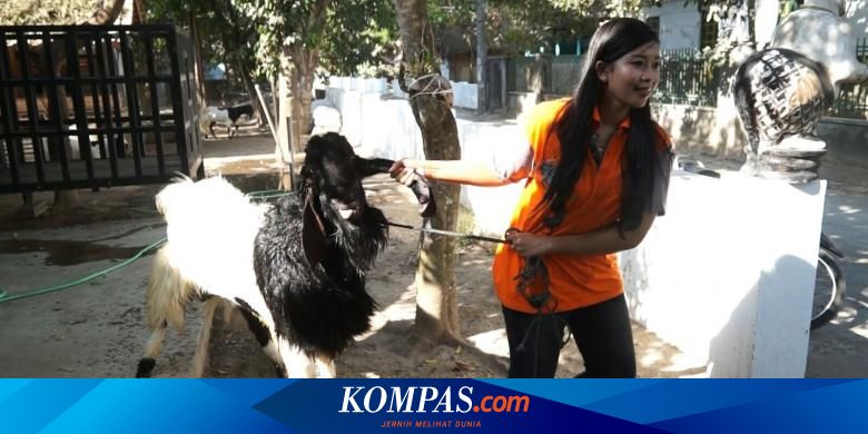 Dari Ternak Kambing Gadis Muda Ini Biayai Kuliah Hingga Lulus
