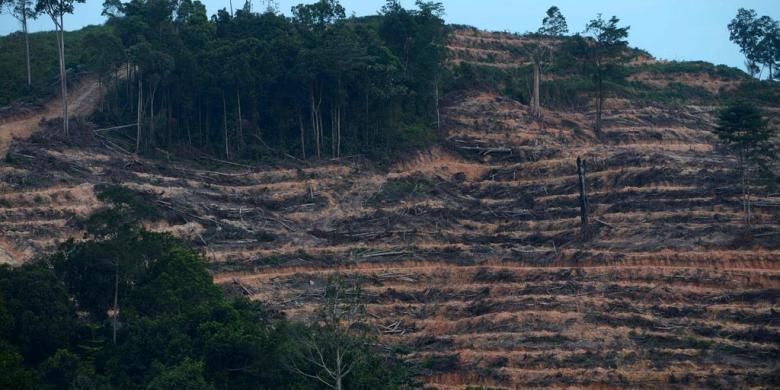 Pembukaan lahan hutan untuk dijadikan perkebunan kelapa sawit di Kabupaten Kutai Kartanegara, Kalimantan Timur, Kamis (3/10/2014). Selain pertambangan, pembukaan hutan untuk perkebunan menjadi penyebab degradasi hutan di Kaltim. Menurut ODI, laju degradasi hutan di Indonesia diperkirakan mencapai 1,2 juta hektar selama 1990-2010.