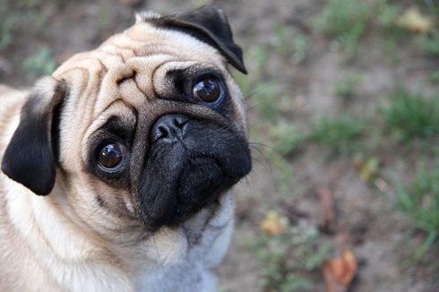 Anjing Pug Punya Masalah dalam Berjalan, Sains Jelaskan