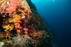 Desa Welora, Surga Bawah Laut di Ujung Maluku Barat Daya