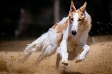 Selandia Baru Akan Larang Balap Anjing Greyhound pada 2026