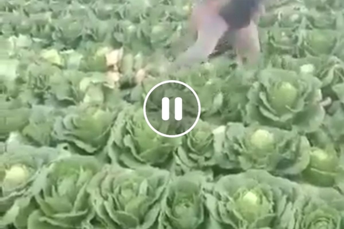 Viral sejumlah petani sayuran di Kecamatan Rancabali, Kabupaten Bandung, Jawa Barat, merusak hasil panennya sendiri, diduga aksi tersebut lantaran bentuk kekecewaan anjloknya beberapa jenis sayuran yang mereka tanam di pasaran.
