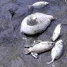 Puluhan Ikan Mati di Aceh Utara Diduga karena Limbah PT PIM, DLHK: Hasil Uji Sampel Masih dalam Batas Baku Mutu Air