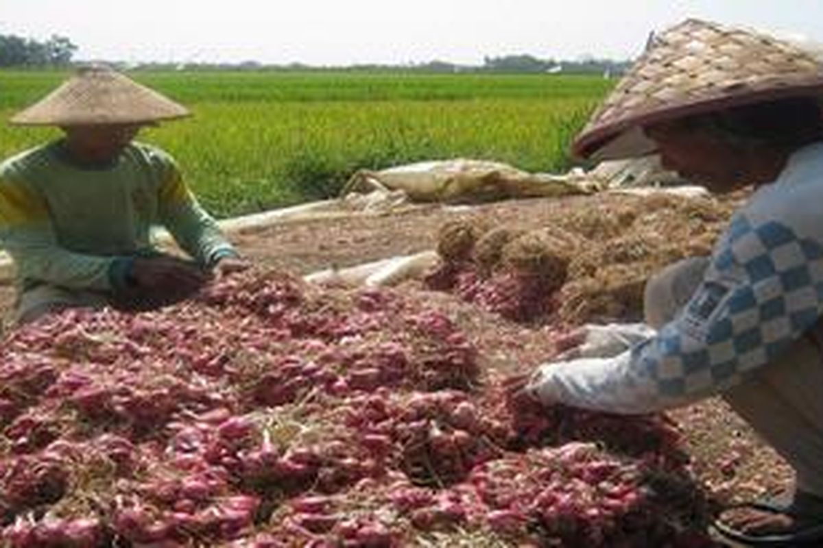 Petani Bawang Merah di Kabupaten Kendal, Jawa Tengah, saat panen