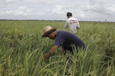 Januari 2023, Nilai Tukar Petani Naik Jadi 109,84