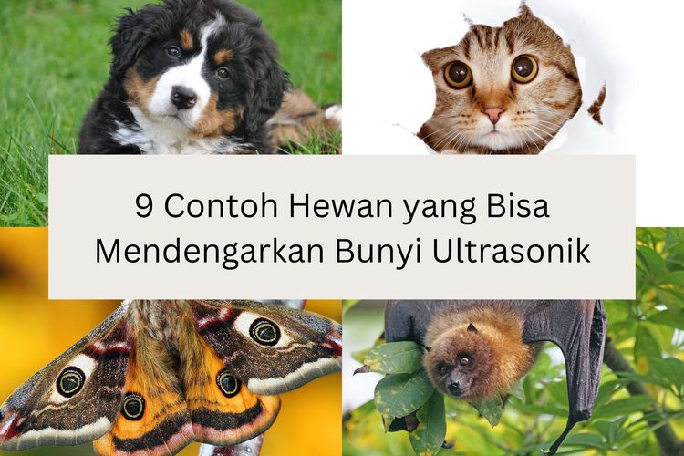 Contoh hewan yang bisa mendengarkan bunyi ultrasonik, antara lain tikus, kucing, kelelawar, dan anjing.