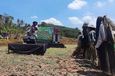 Lestarikan Orang-orangan Sawah, Warga Gunungkidul Gelar Festival "Memedi Sawah"