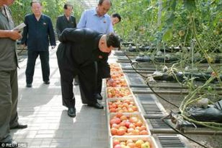 Pemimpin Korea Utara Kim Jong Un tengah meninjau sebuah perkebunan sayur di dekat ibu kota Pyongyang. 