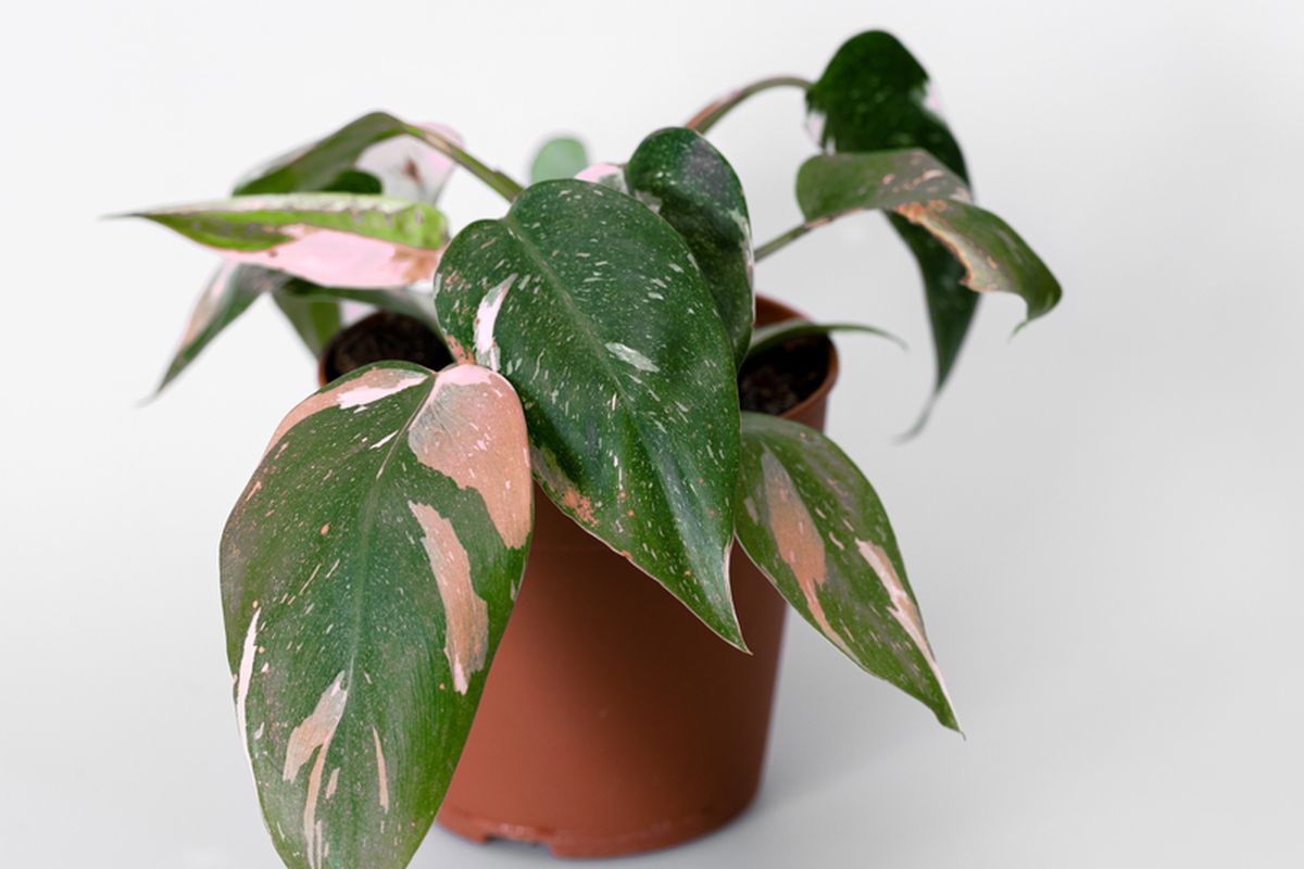 Ilustrasi tanaman hias Philodendron Pink Princess. 