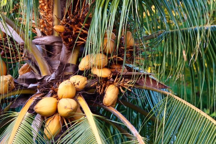 Ilustrasi tanaman kelapa, pohon kelapa. 