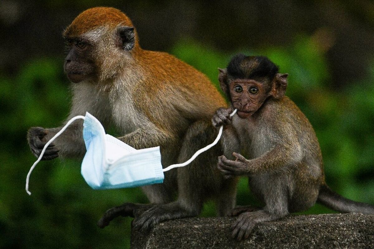 Monyet Makaka terlihat mengunyah tali masker bekas sekali pakai.