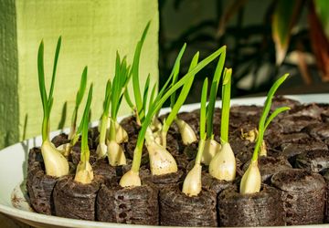 Cara Menanam Bawang Putih agar Menghasilkan Siung yang Besar