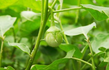 Cara Menanam Terong Bulat Organik