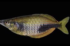 Ikan Pelangi Berkelopak Mata Emas Ditemukan di Papua