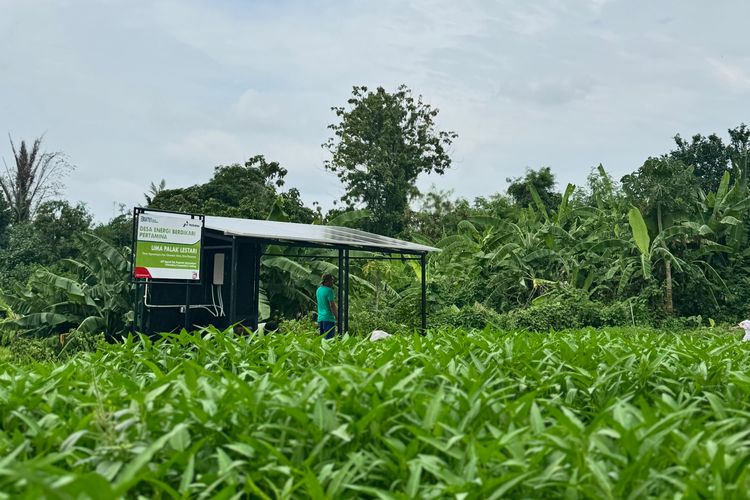 Program DEB Pertamina dalam mewujudkan swasembada pangan di Desa Uma Palak Lestari, Bali.