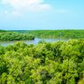 Beberapa Kawasan Hutan Mangrove di Sumsel Kini Berstatus Kritis, Ini Penyebabnya