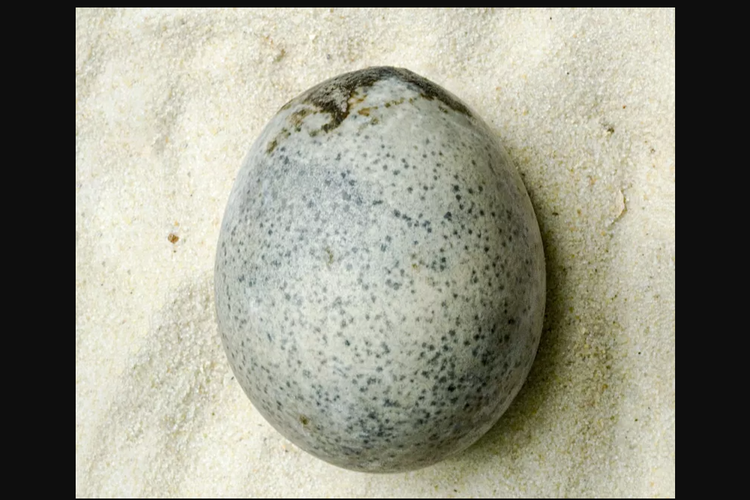 Tangkap layar foto telur asal Romawi berusia 1.700 tahun yang masih punya bagian putih dan kuning telur di dalamnya [Dok. Oxford Archeology].