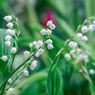 Cara Menanam Bunga Lily of the Valley agar Harum Semerbak