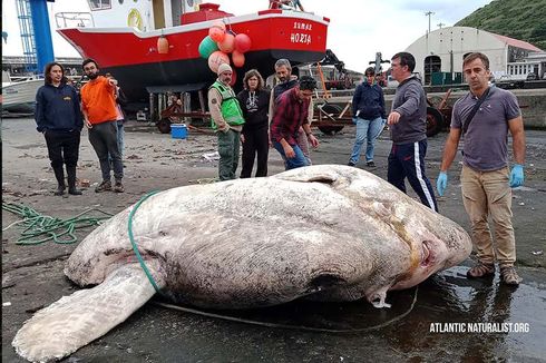 Ikan Mola Raksasa Seberat Badak Ditemukan di Atlantik, Jadi Ikan Bertulang Terberat di Dunia