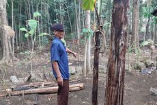 Satu Keluarga di Gunungkidul Keracunan Ubi Gadung, 1 Orang Meninggal 