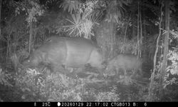Induk dan Anak Badak Jawa Terekam di TN Ujung Kulon