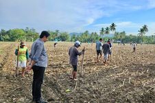 Hadapi Krisis Pangan Global, Kementan Perkuat Sentra Jagung Nasional di Gorontalo 